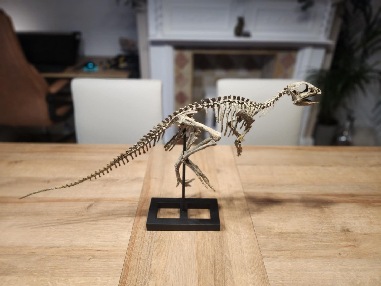 Jeholosaurus Skull