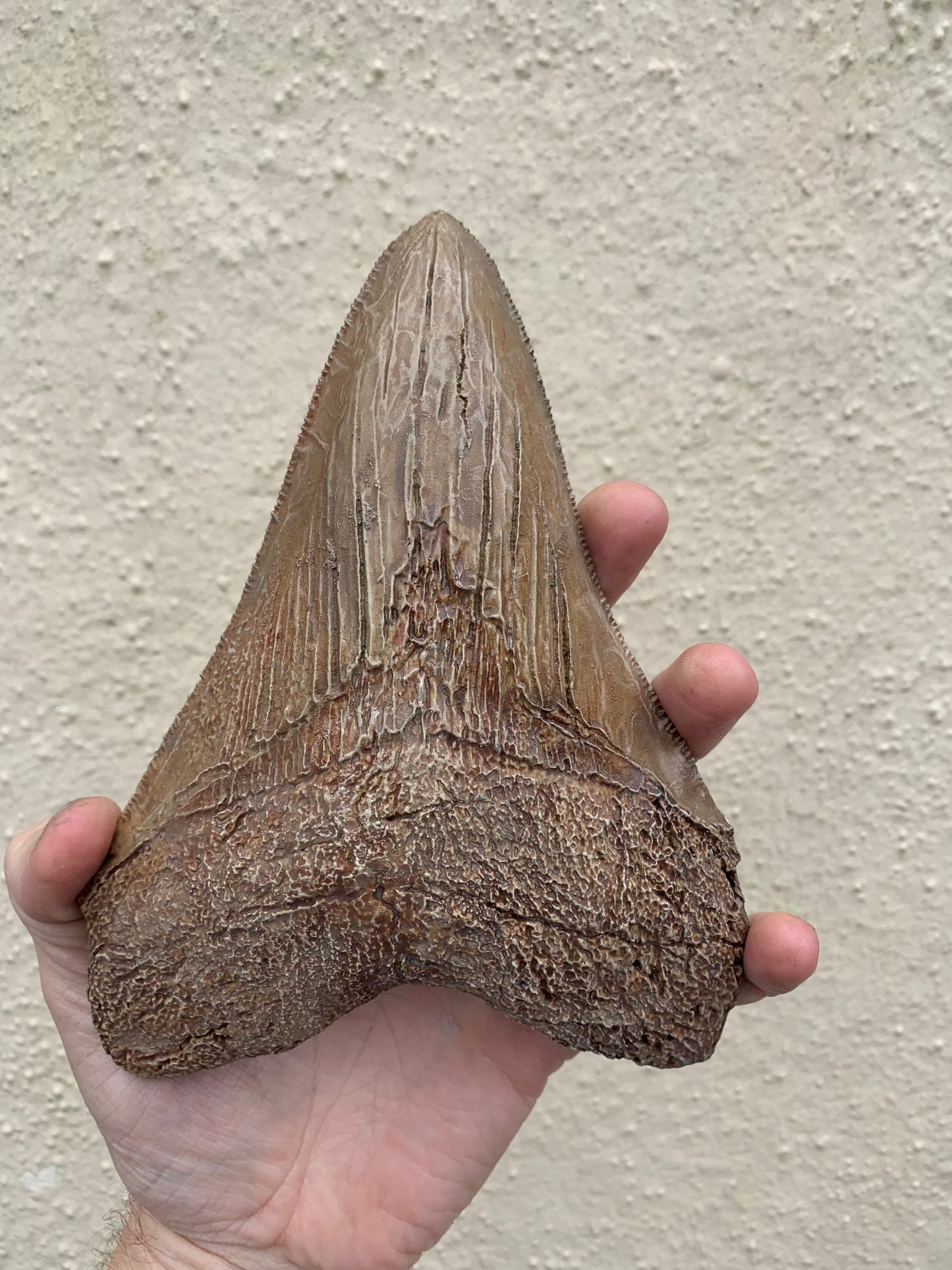 Brown Megalodon Tooth On Metal Display Stand