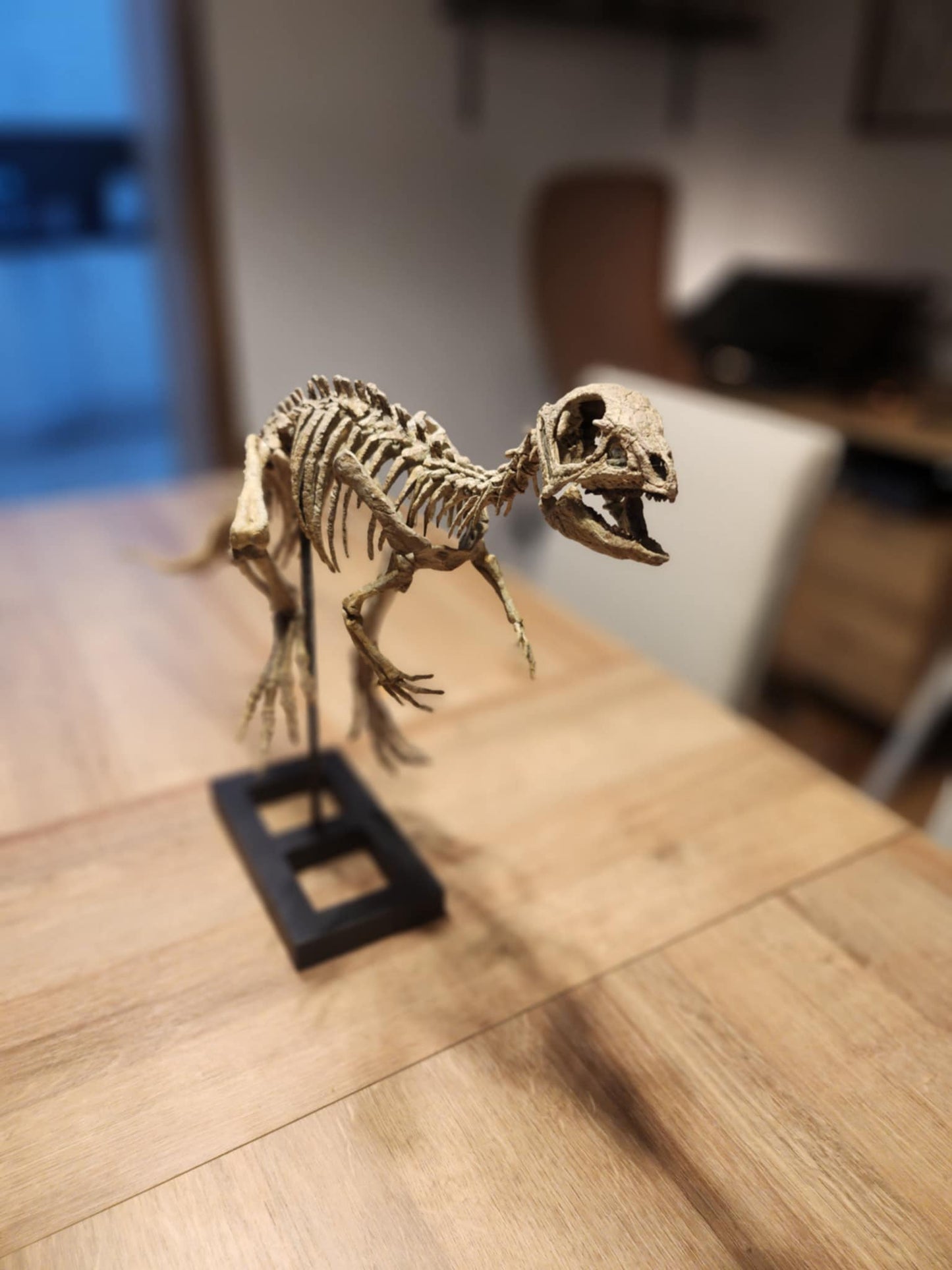 Jeholosaurus Skull