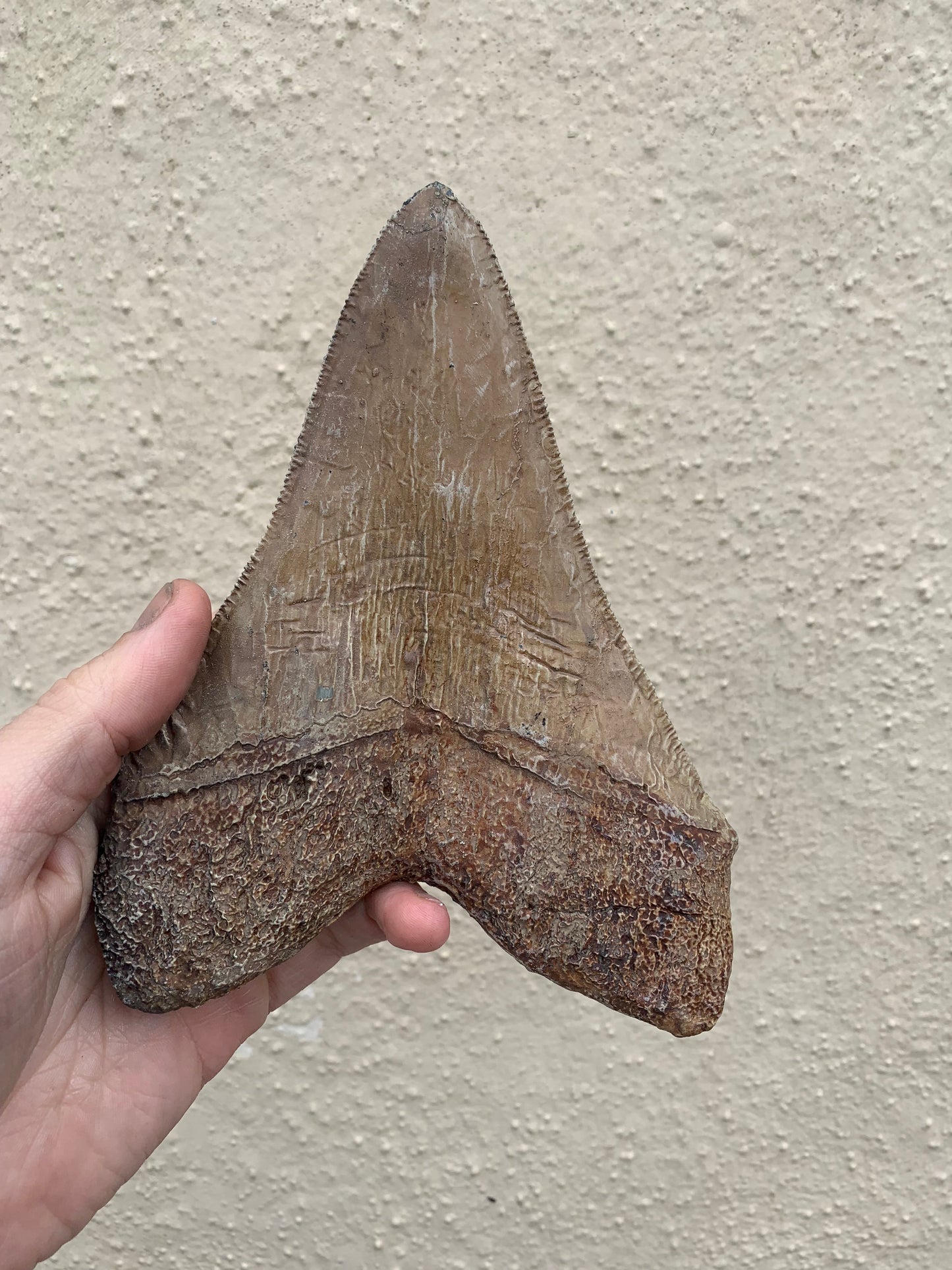 Brown Megalodon Tooth On Metal Display Stand
