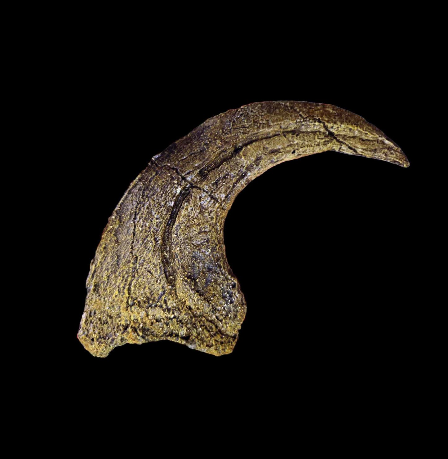 Deinonychus Claw