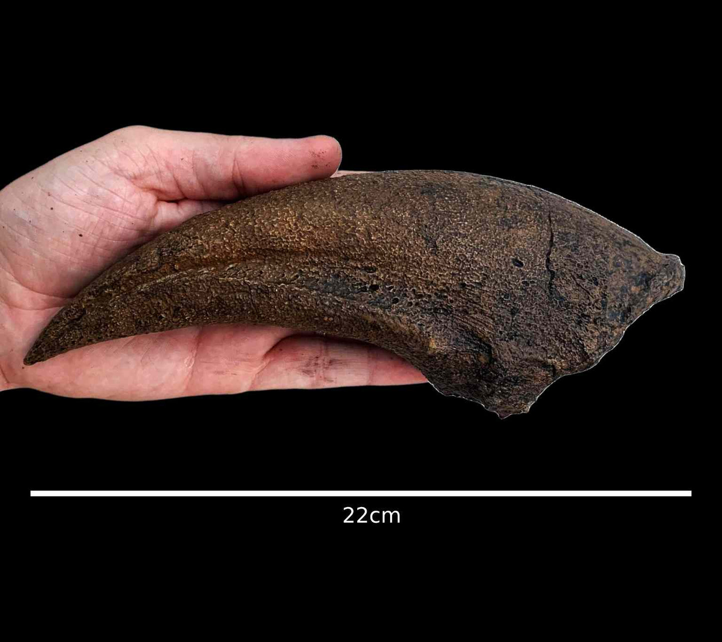 Tyrannosaurus Rex Claw