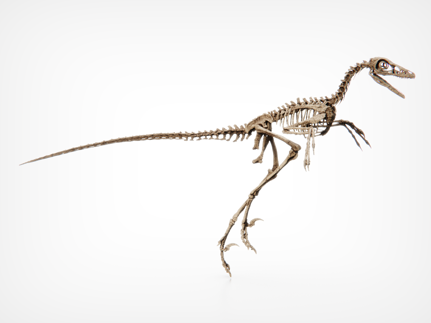 Microraptor