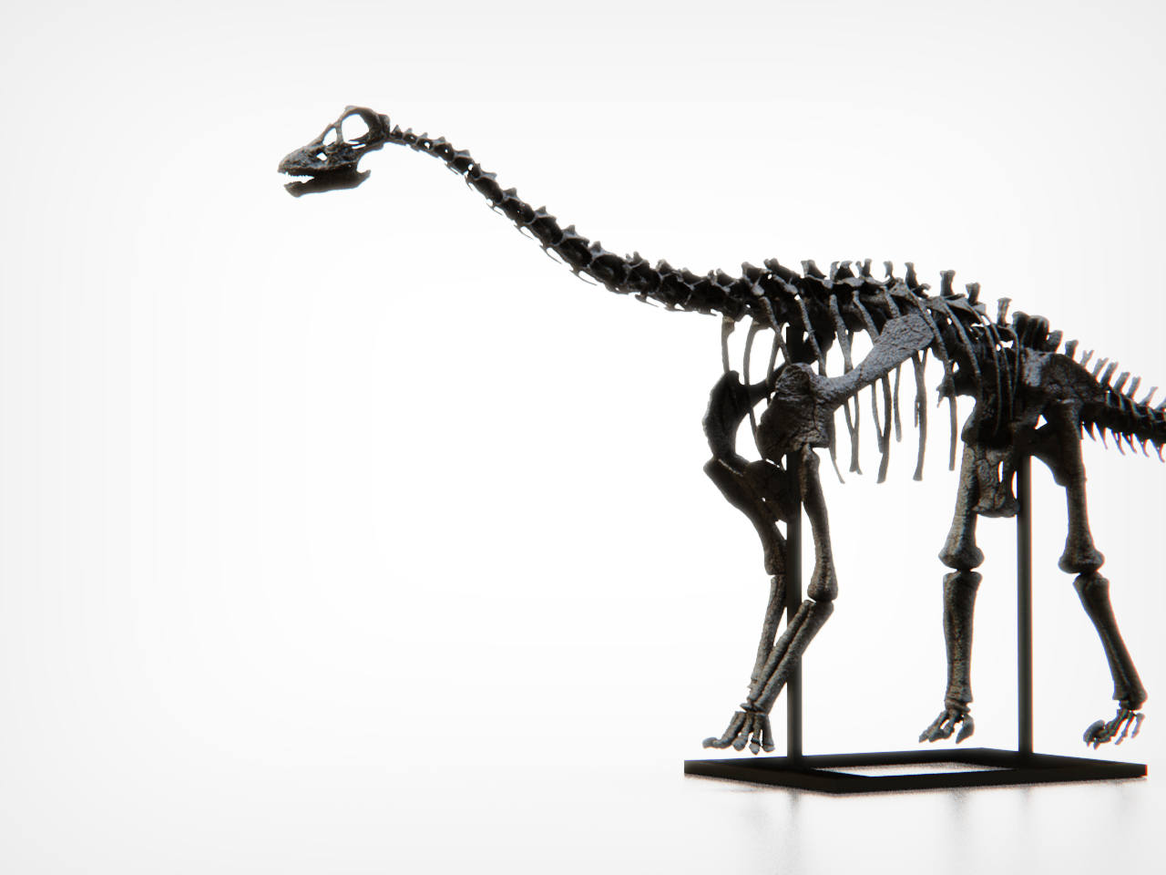 Baby Diplodocid Skull