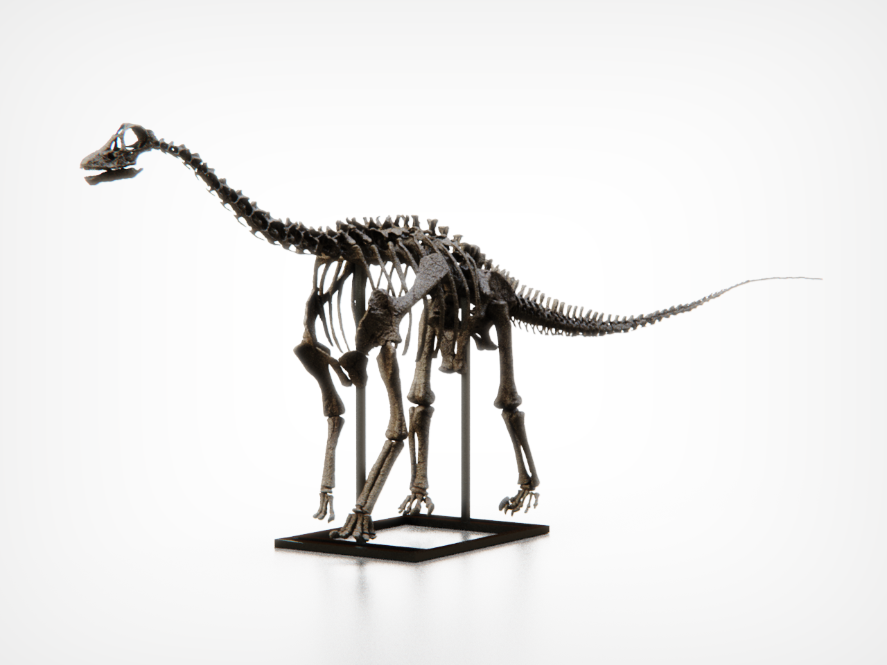Baby Diplodocid Skull