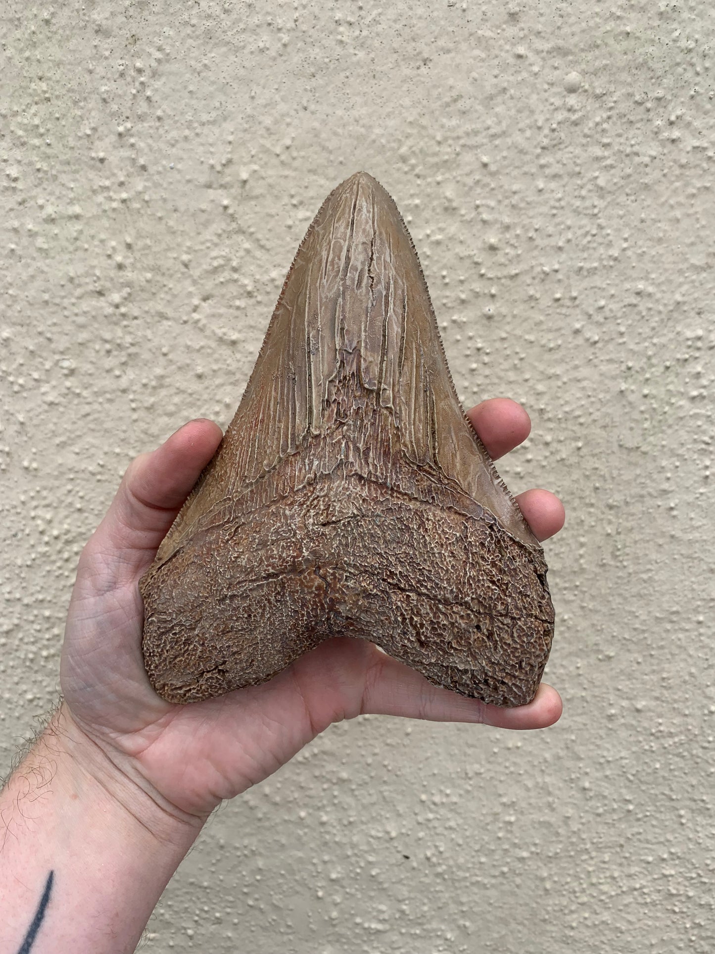 Brown Megalodon Tooth On Metal Display Stand