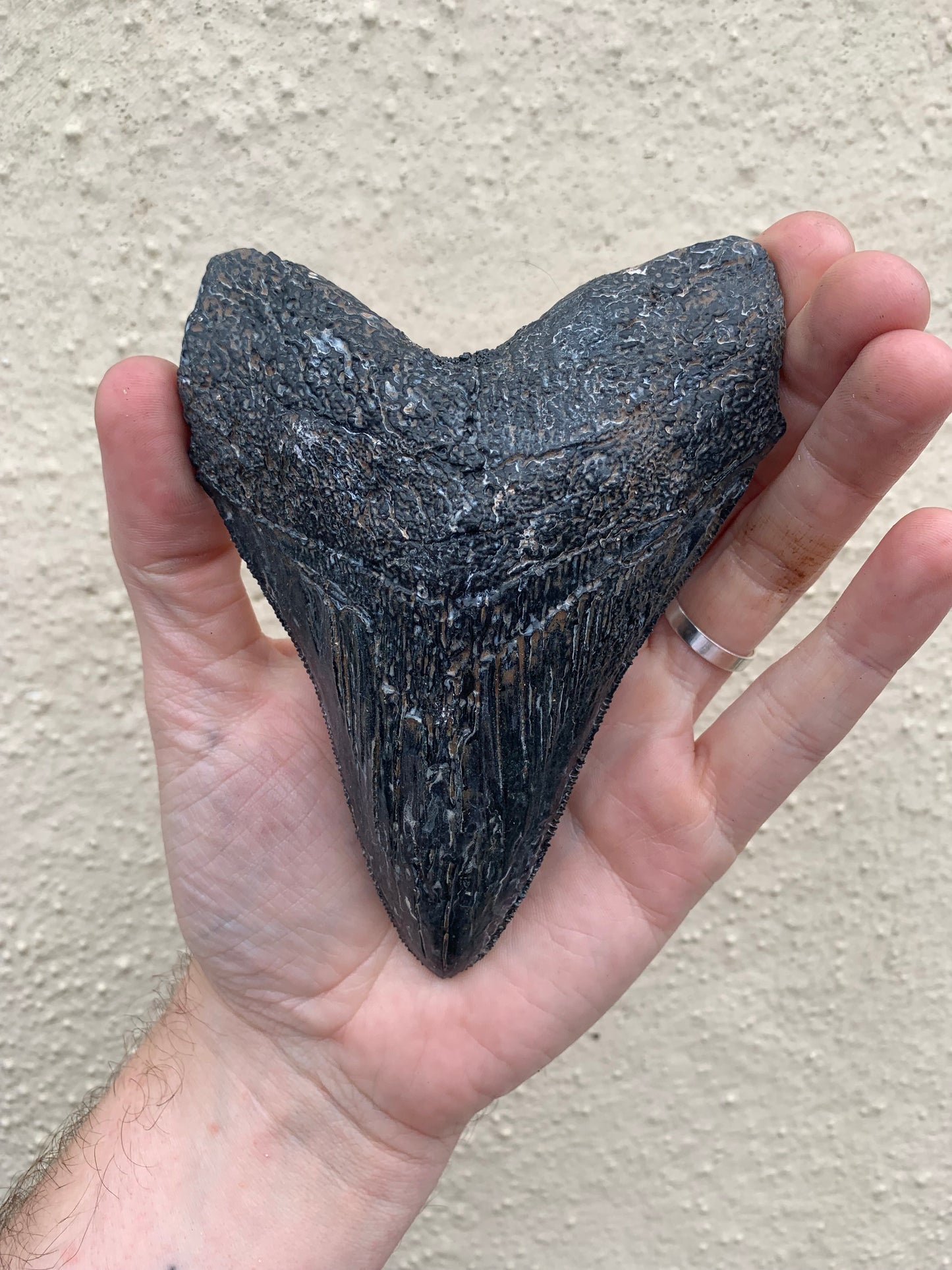Megalodon Tooth (4 Inches)