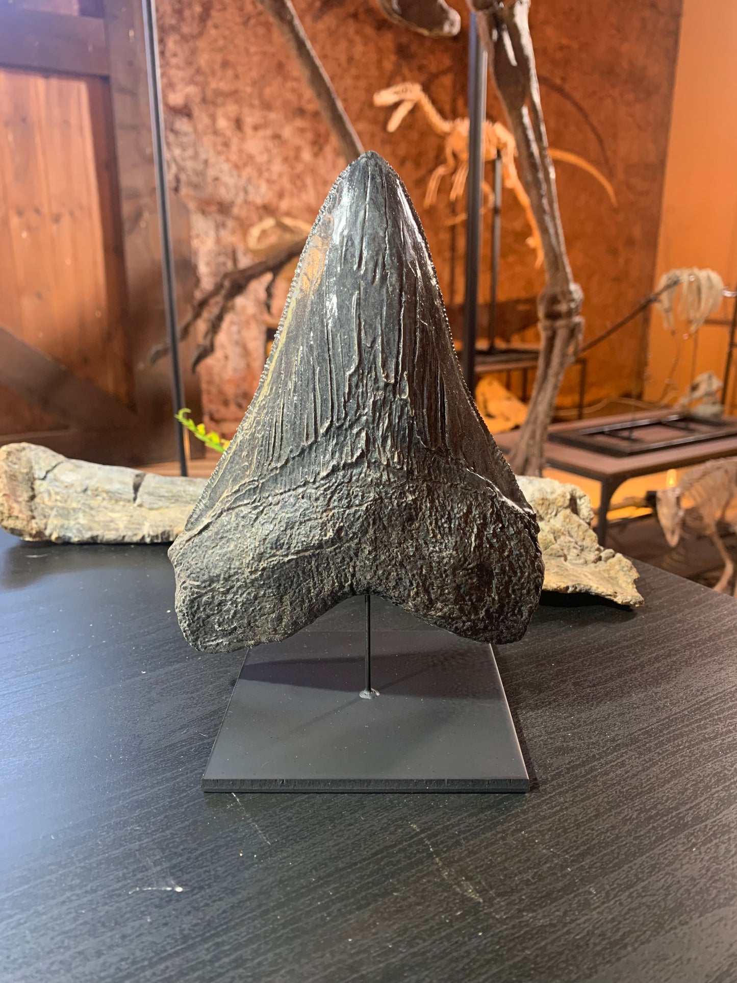 Black Megalodon Tooth On Metal Display Stand
