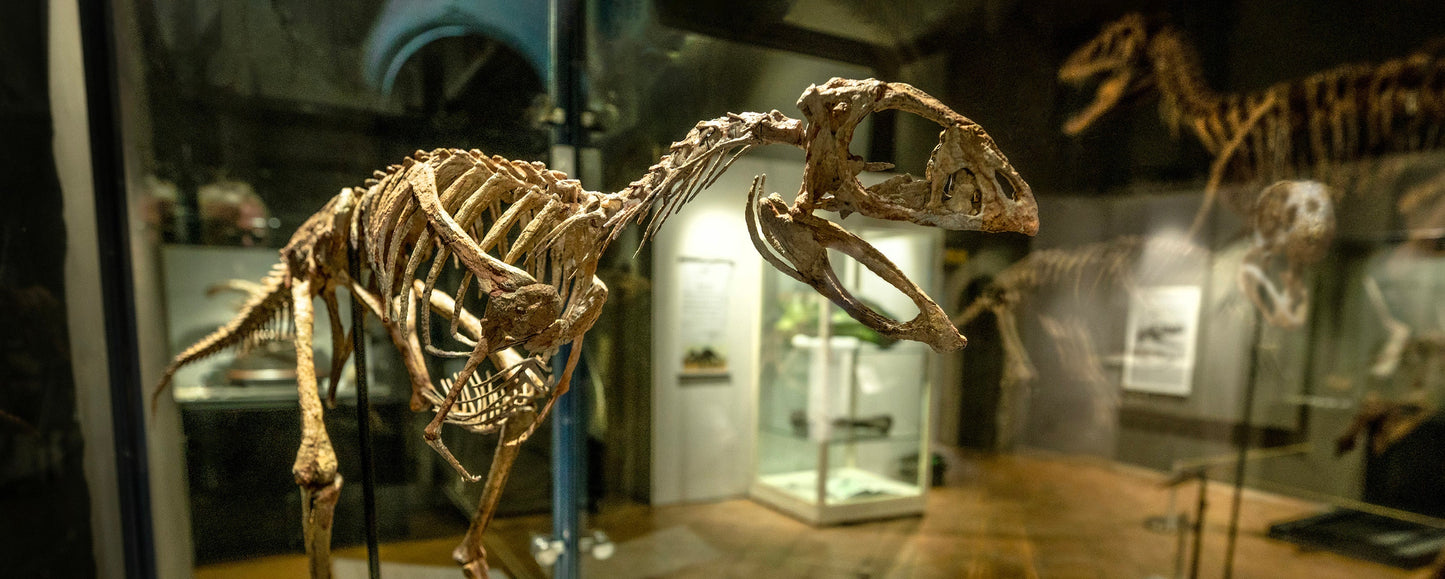 Berthasaura