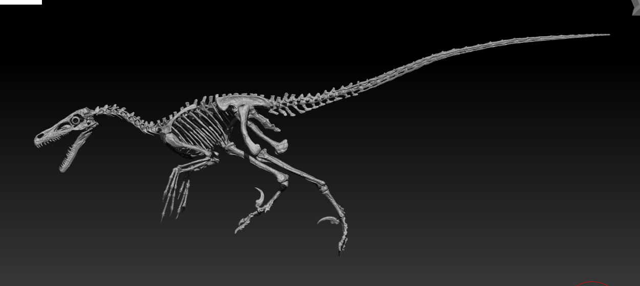 Velociraptor 1:3 scale skeleton (70cm)