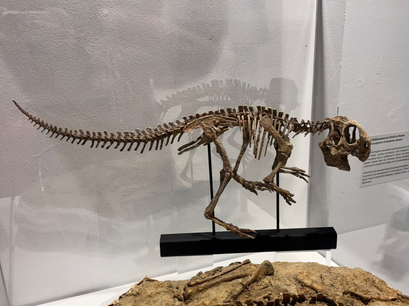 Juvenile Psittacosaurus Skull