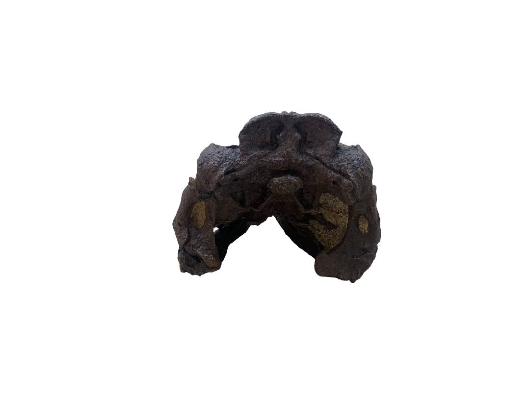 Nanotyrannus Skull