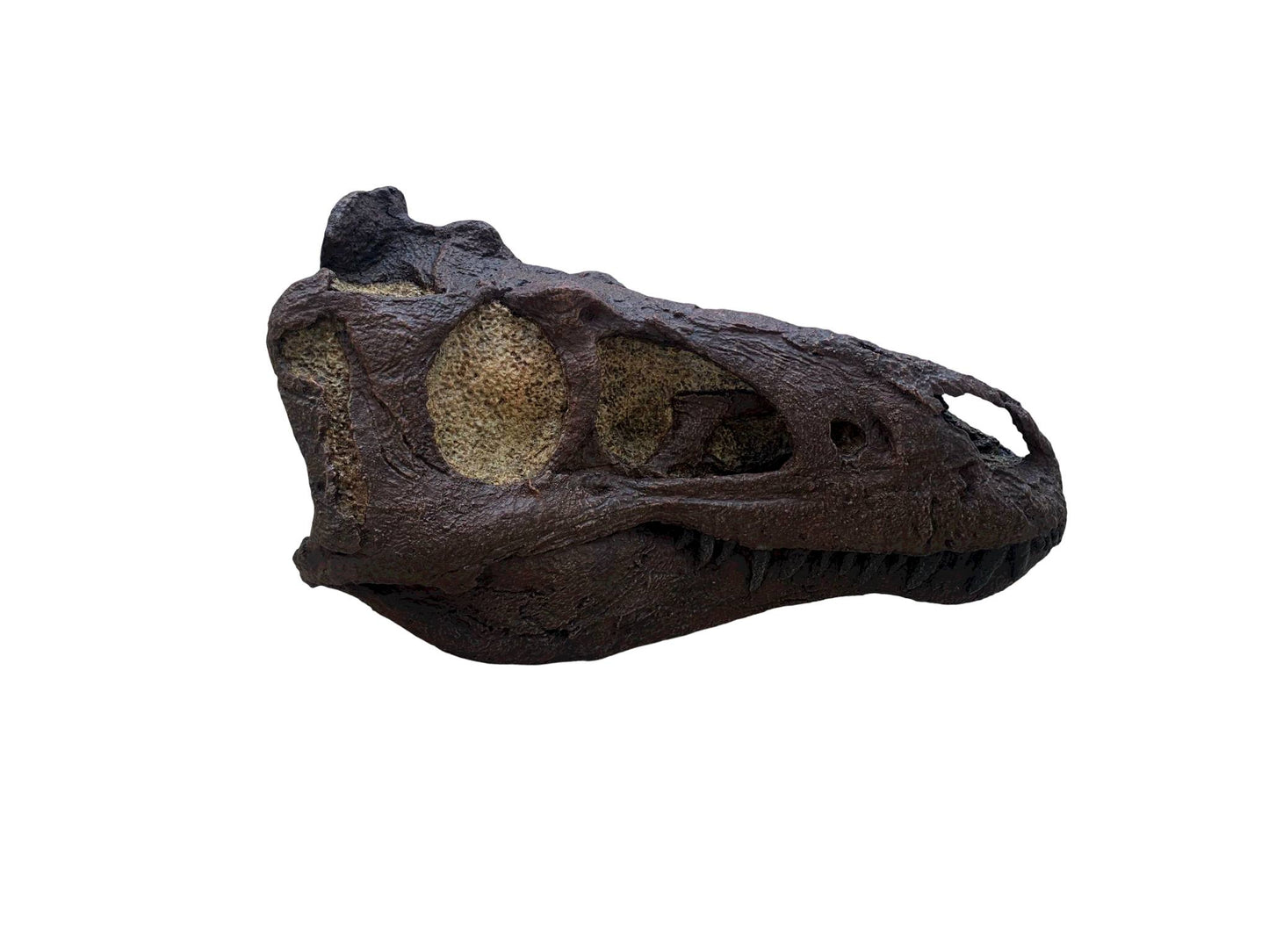 Nanotyrannus Skull