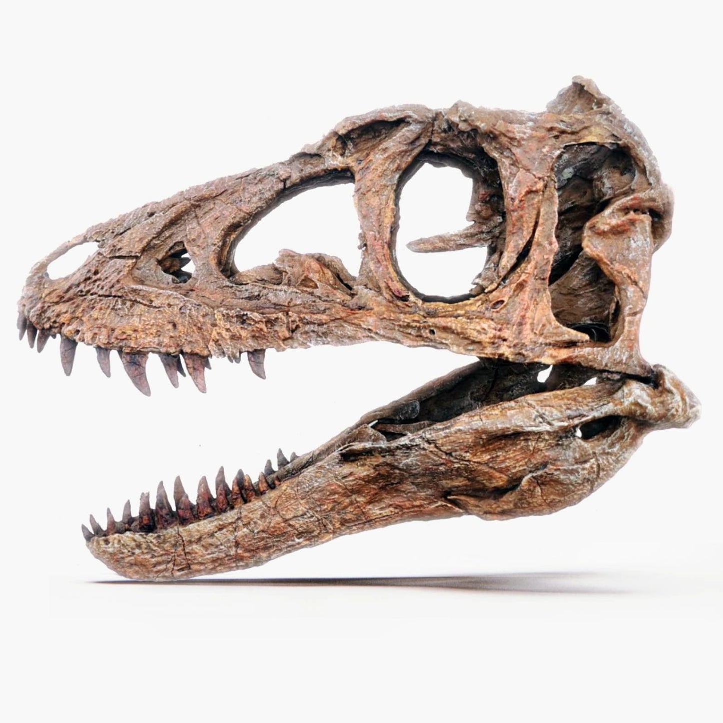 Juvenile Tyrannosaur Skull