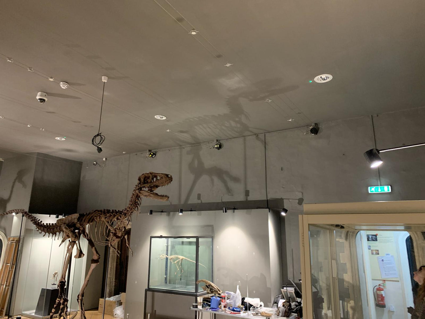 Juvenile Tyrannosaur