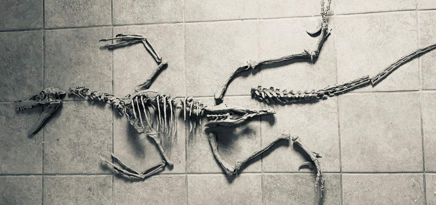 Velociraptor 1:3 scale skeleton (70cm)
