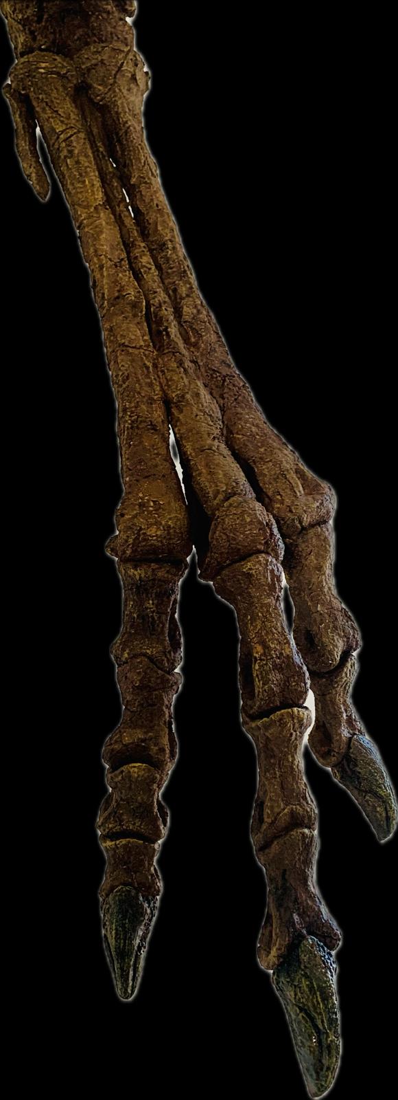Juvenile Tyrannosaur