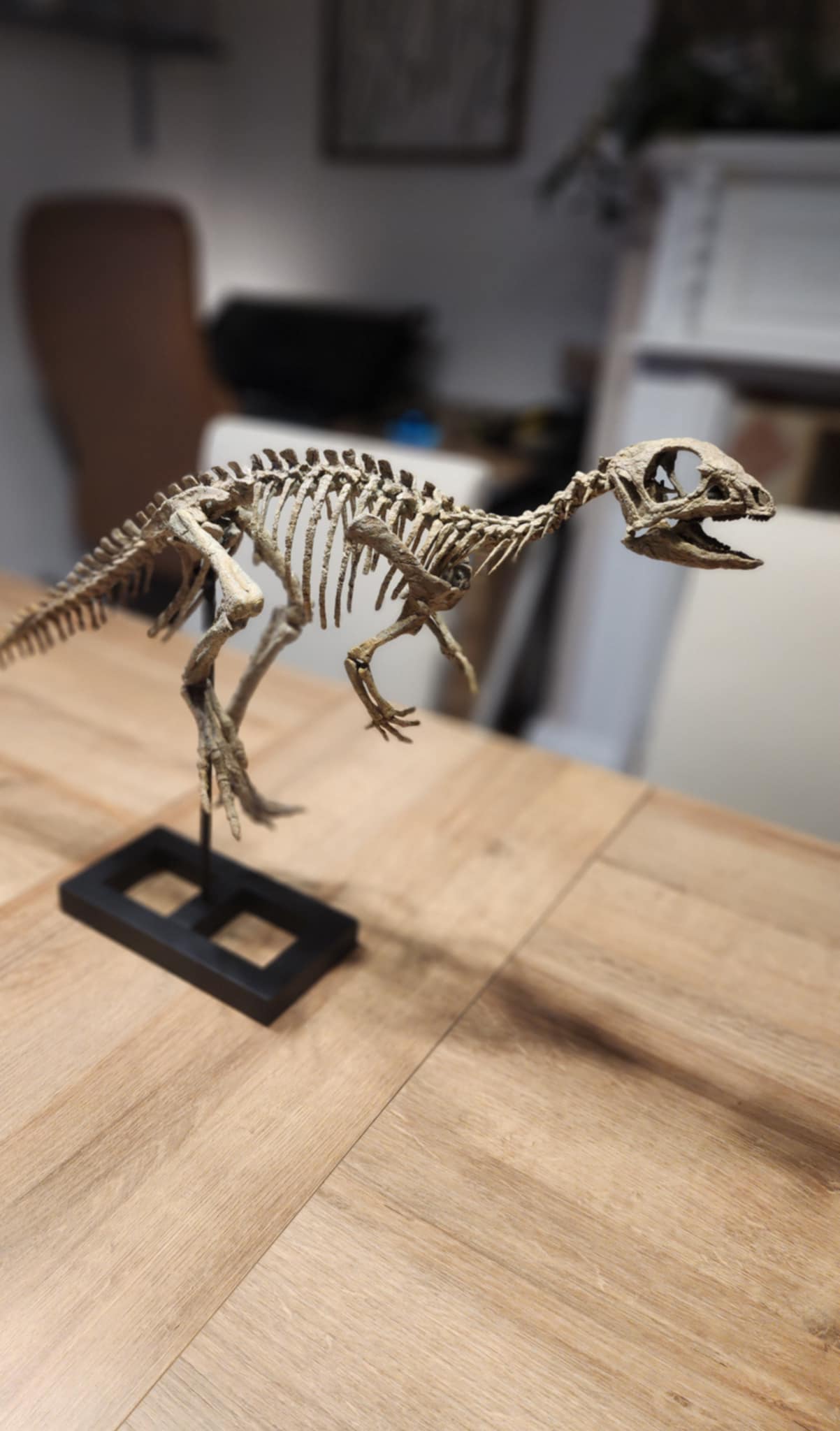 Jeholosaurus Skull