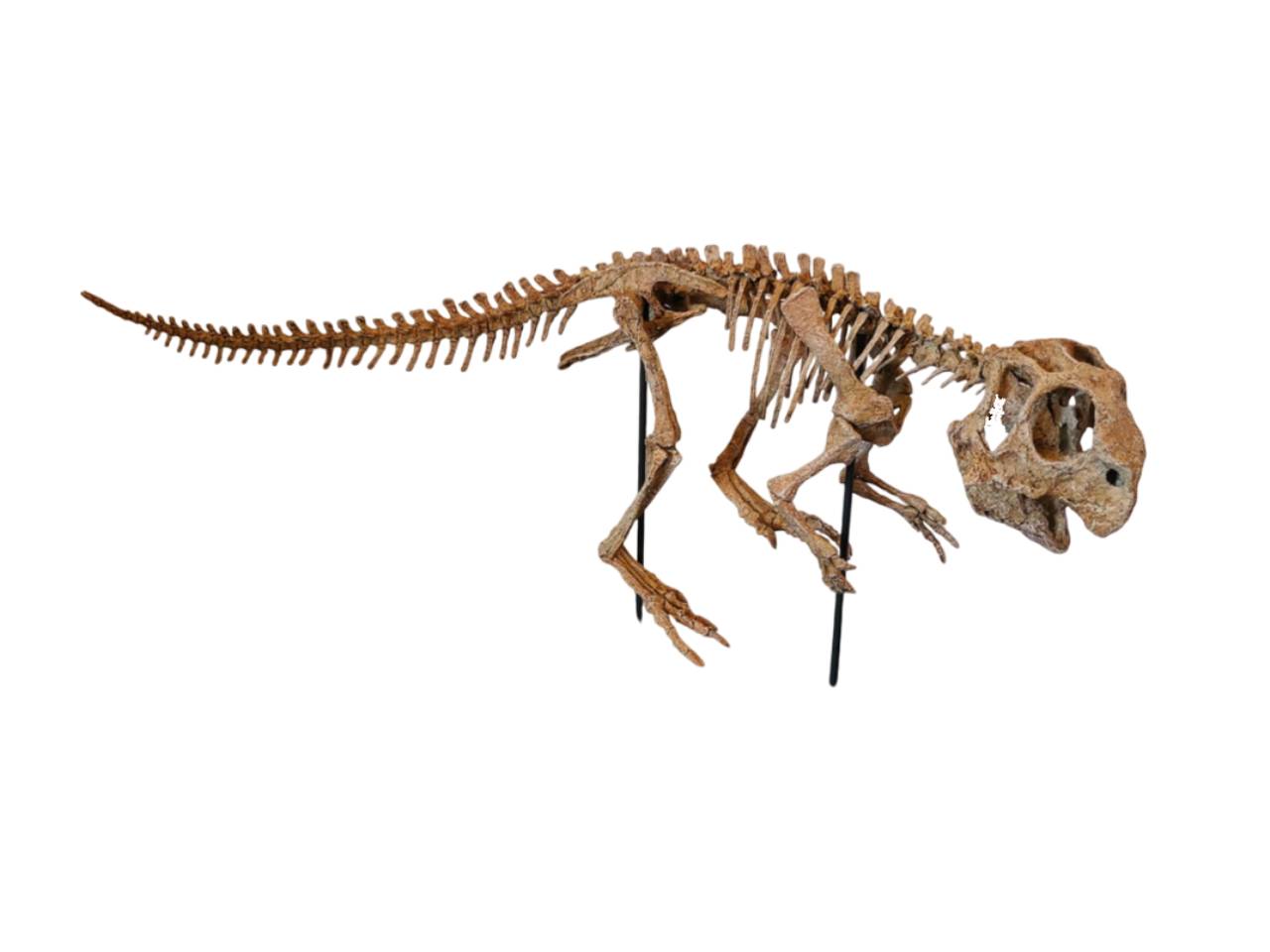 Juvenile Psittacosaurus Skull