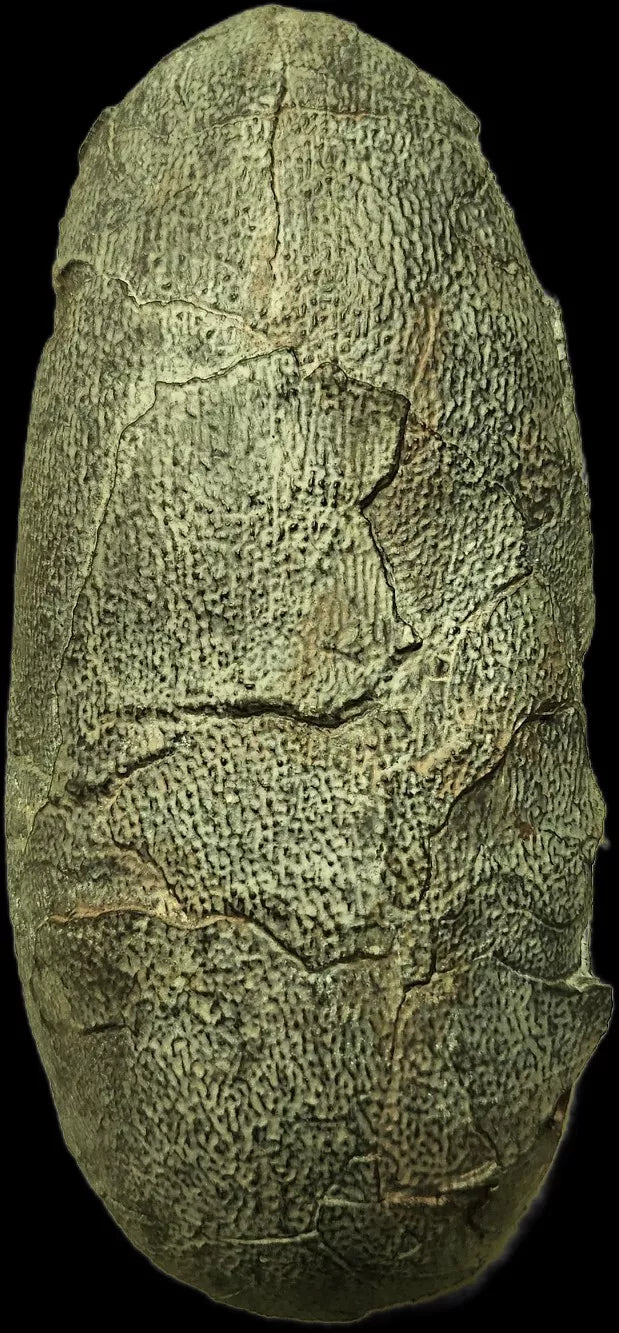 Oviraptor egg