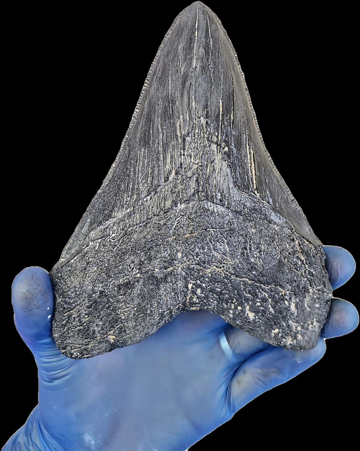 Black Megalodon Tooth On Metal Display Stand