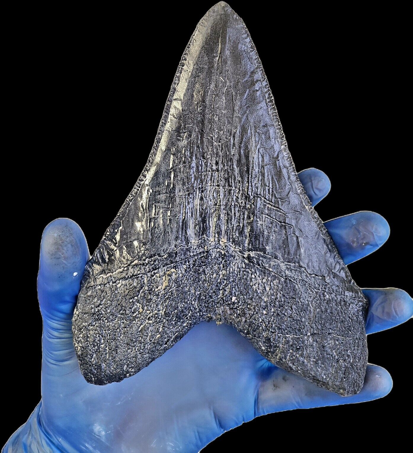 Black Megalodon Tooth On Metal Display Stand