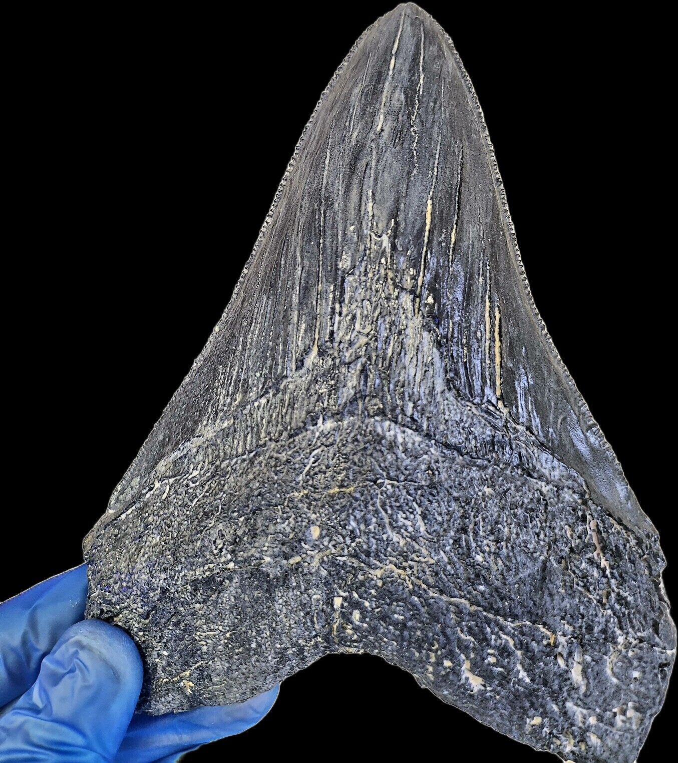 Black Megalodon Tooth On Metal Display Stand