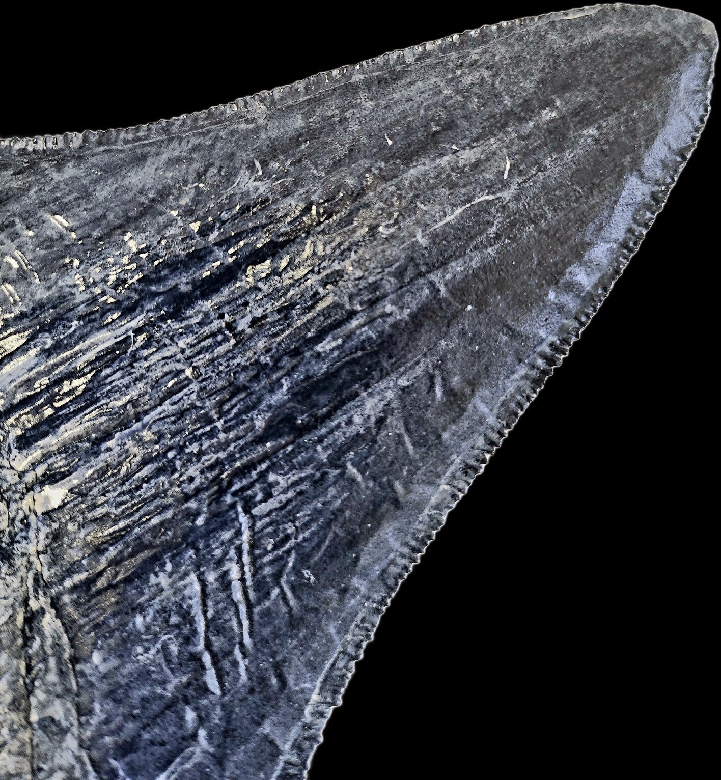 Megalodon Tooth (4 Inches)