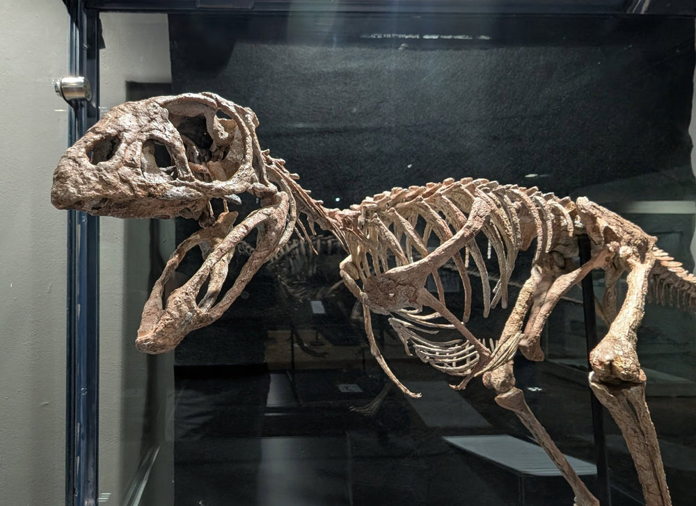 A world first, the edentulus DInosaur from Brazil. Berthasaura  leopoldinae