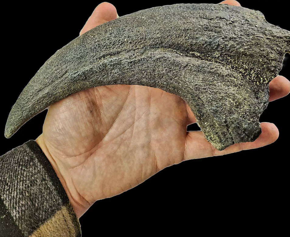 Teeth, Claws and Eggs