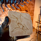 Ctenochasma elegans Skeleton in Matrix Replica