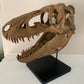 Daspletosaurus Skull (1:5 scale 22cm Scale Model)