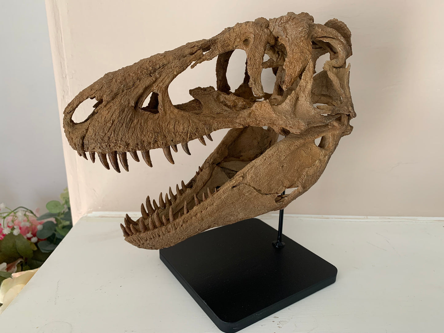Daspletosaurus Skull (1:5 scale 22cm Scale Model)