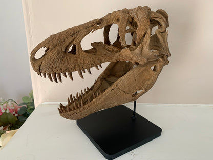 Daspletosaurus Skull (1:5 scale 22cm Scale Model)