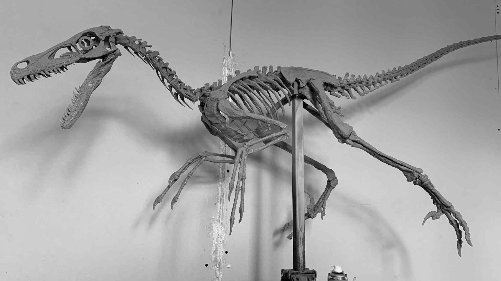 Velociraptor 1:3 scale skeleton (70cm)