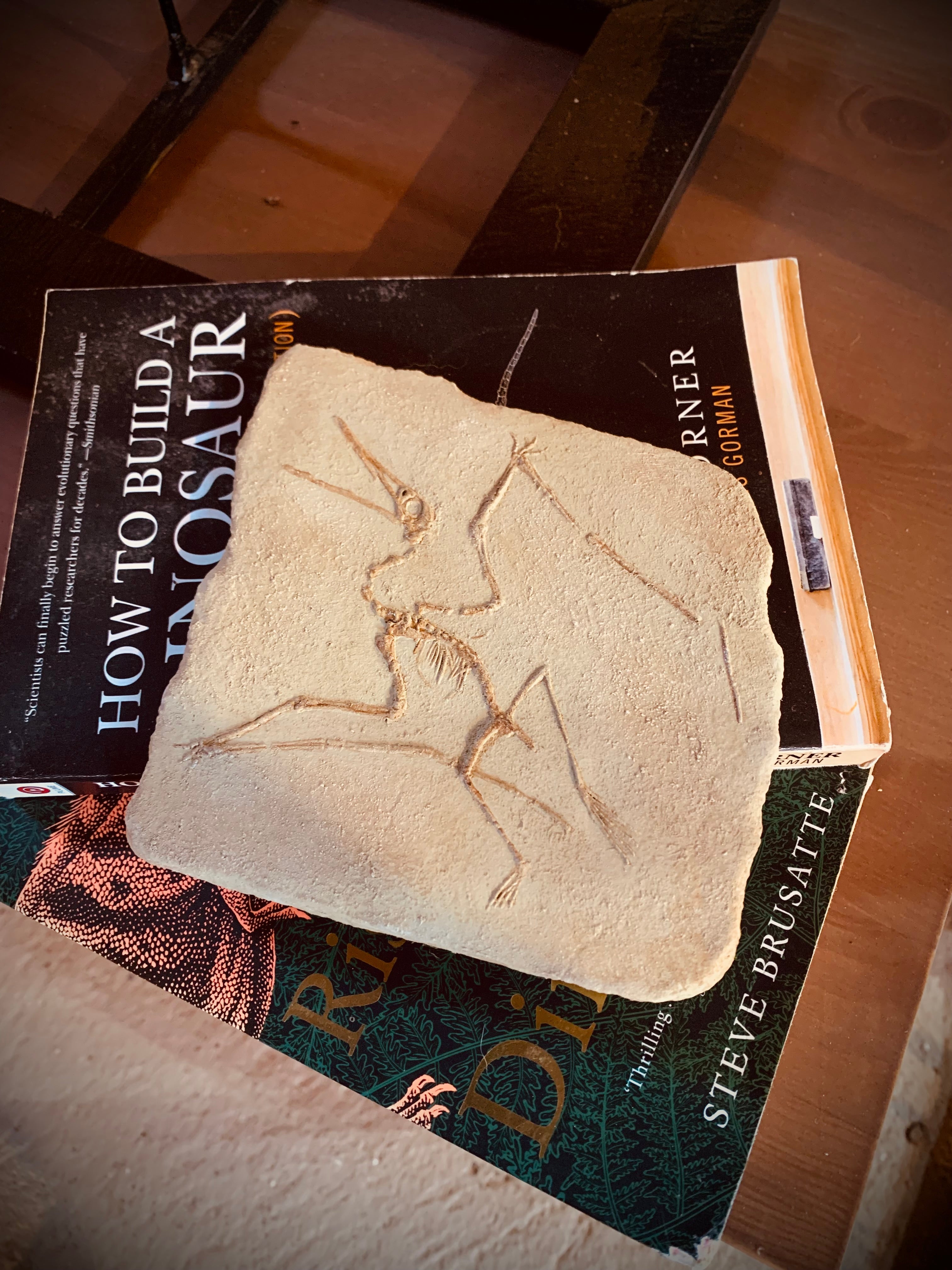 Ctenochasma elegans Skeleton in Matrix Replica – DINOSAUR SKELETONS