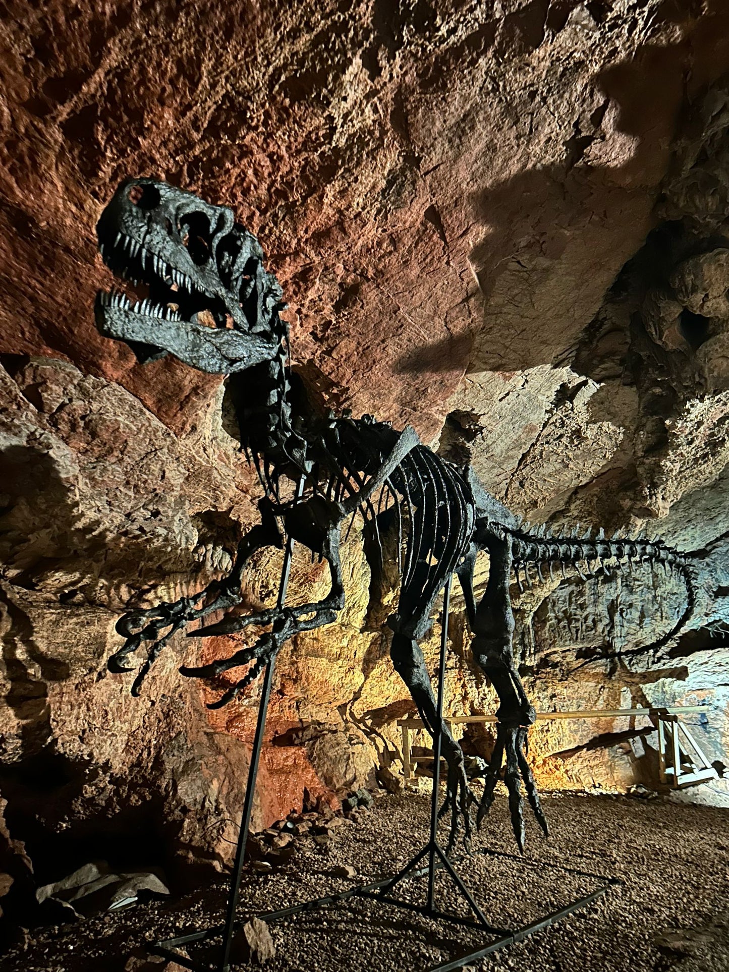 Allosaurus fragilis Skull 1:2 Scale