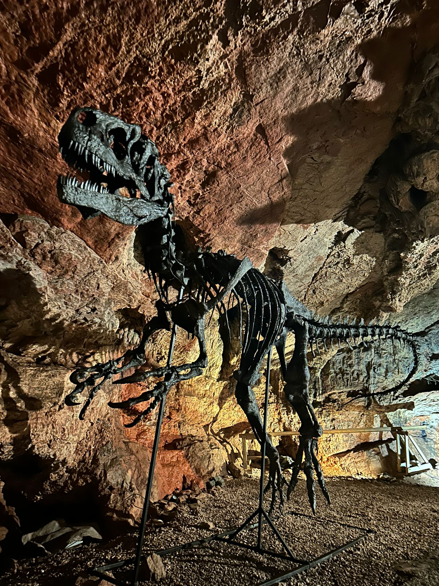 Allosaurus fragilis Skull 1:2 Scale