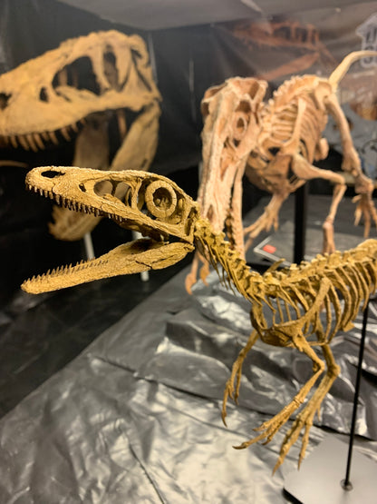 Compsognathus