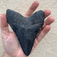 Megalodon Tooth (4 Inches)