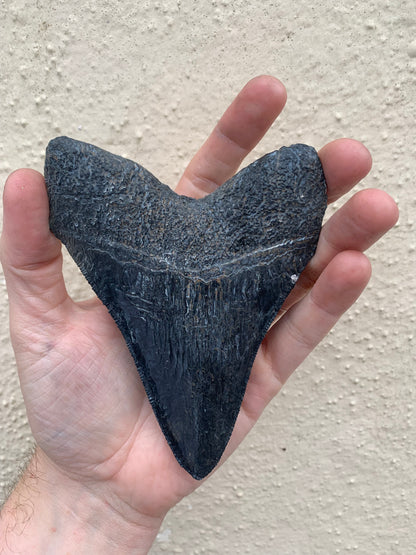 NO LEAD TIME - Megalodon Tooth (4 Inches)