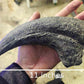Baryonyx Walkeri Claw