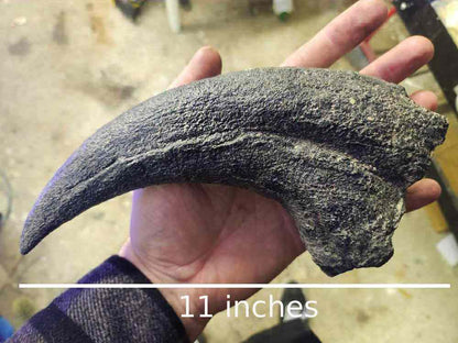 Baryonyx Walkeri Claw
