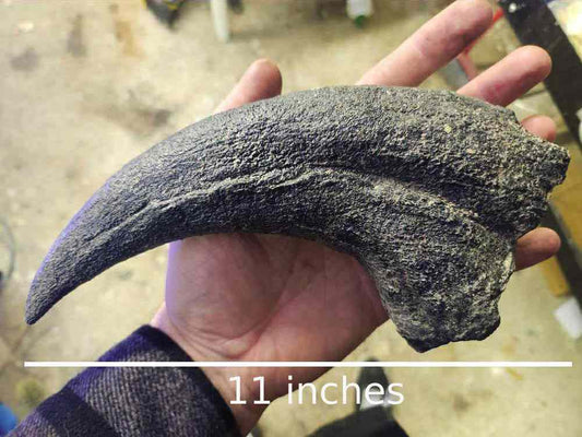 Baryonyx Walkeri Claw