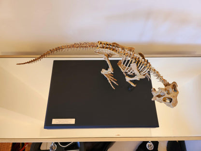 Juvenile Psittacosaurus Skull