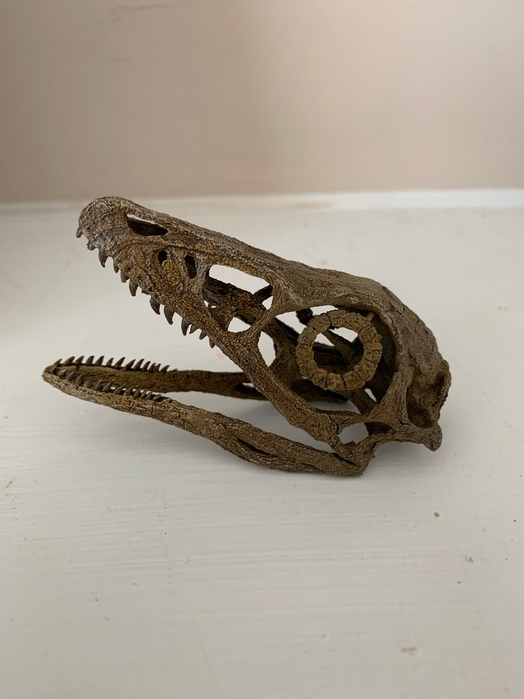 Microraptor Skull