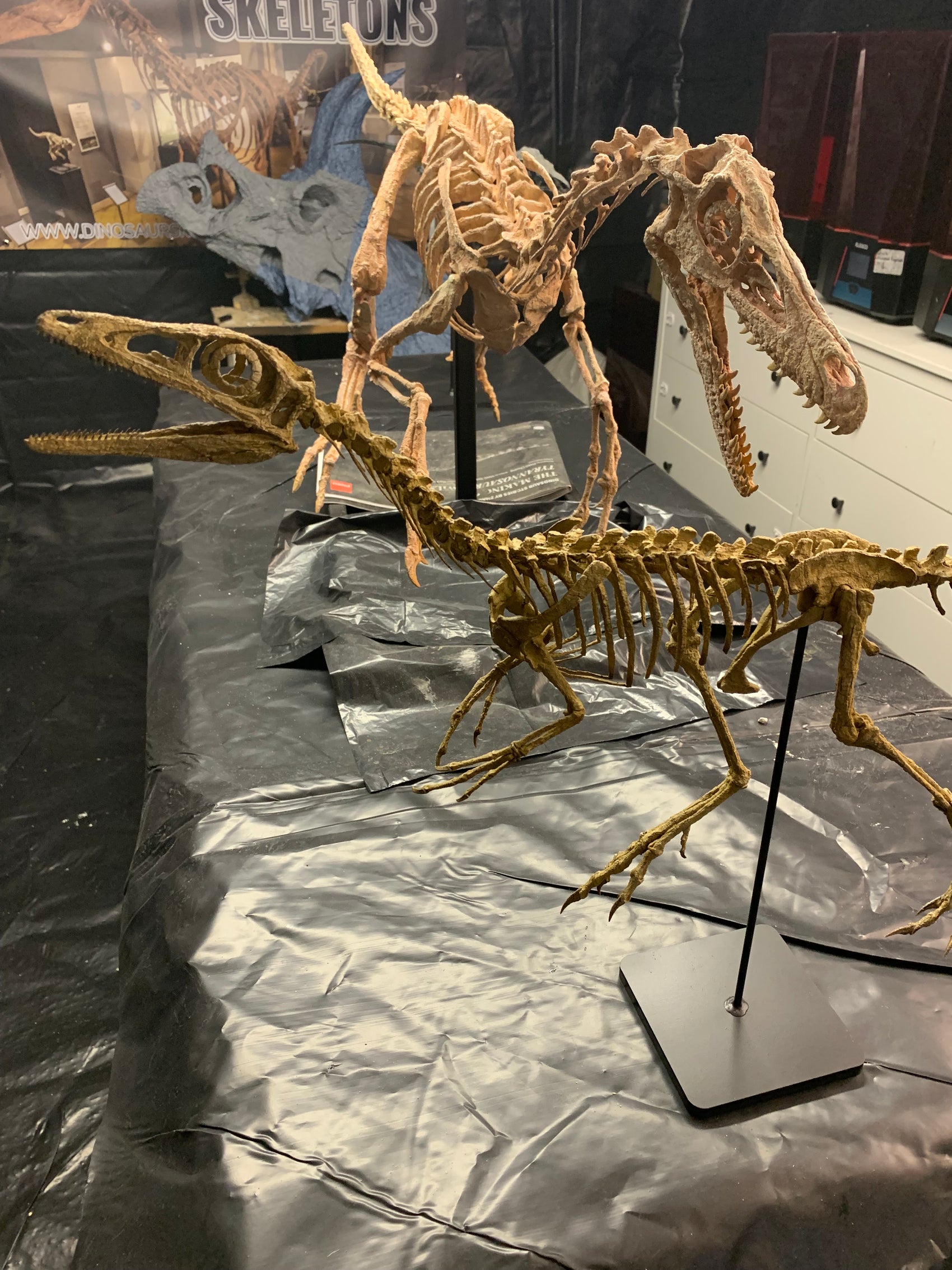 Compsognathus