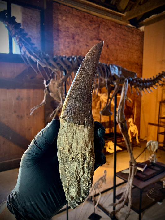 Tyrannosaurus Rex Tooth 2