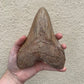 Brown Megalodon Tooth