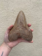 Brown Megalodon Tooth